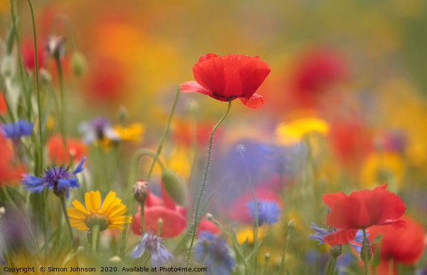 poppy and meadow flowers, Picture Board by Simon Johnson