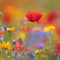 Buy canvas prints of poppy and meadow flowers, by Simon Johnson