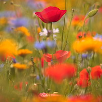 Buy canvas prints of poppy and meadow flowers by Simon Johnson