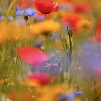Buy canvas prints of Meadow flowers by Simon Johnson