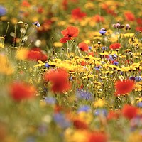 Buy canvas prints of Cotswold summer meadow by Simon Johnson