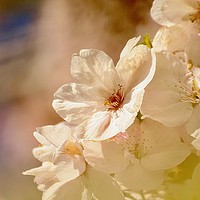 Buy canvas prints of Spring Blossom  by Simon Johnson