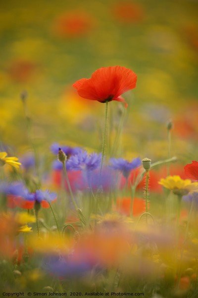 Cotswold poppy  in wild flkower meadow Picture Board by Simon Johnson