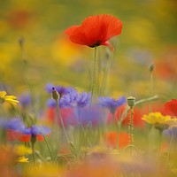 Buy canvas prints of Cotswold poppy  in wild flkower meadow by Simon Johnson