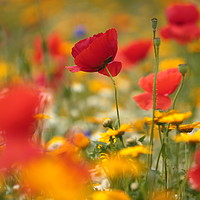 Buy canvas prints of Poppy and meadow flowers by Simon Johnson