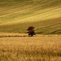Buy canvas prints of Lonesome tree   by Simon Johnson