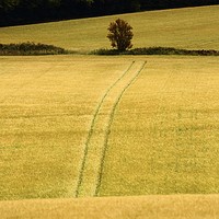 Buy canvas prints of Tree and tracks by Simon Johnson