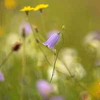 Buy canvas prints of Meadow flowers Cotswolds by Simon Johnson