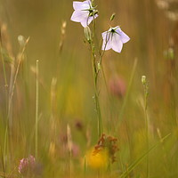 Buy canvas prints of meadow flowers Cotswolds  by Simon Johnson