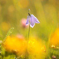 Buy canvas prints of Hairbell Flower by Simon Johnson