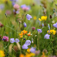 Buy canvas prints of meadow flowers by Simon Johnson