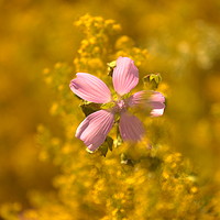Buy canvas prints of Meadow flower by Simon Johnson