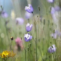 Buy canvas prints of Hairbell Flowers by Simon Johnson