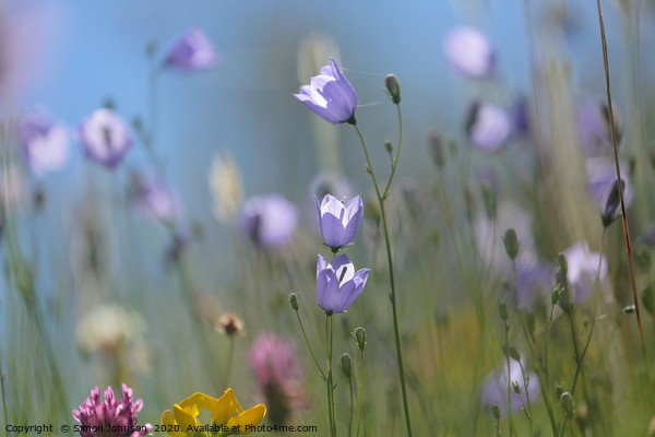 Harebell flowers Picture Board by Simon Johnson