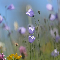 Buy canvas prints of Harebell flowers by Simon Johnson