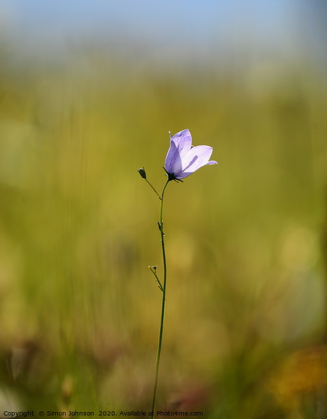 Harebell flower Picture Board by Simon Johnson