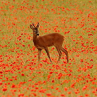 Buy canvas prints of Deer in poppies by Simon Johnson