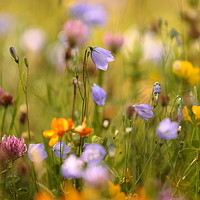 Buy canvas prints of Summer meadow flowers by Simon Johnson
