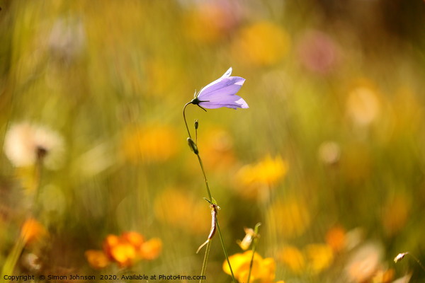 Sunlit harebell flower Picture Board by Simon Johnson