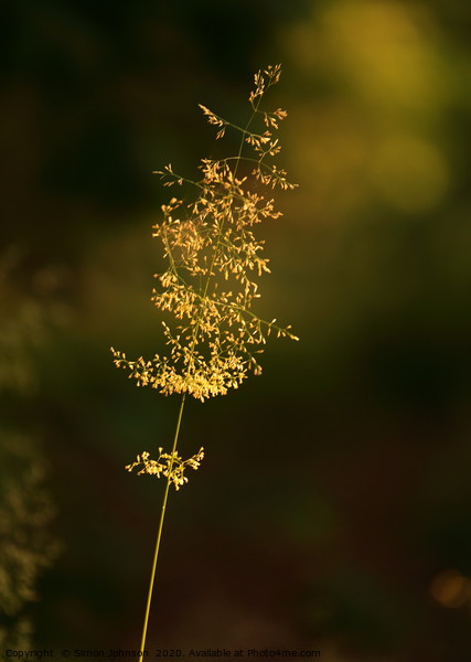 Sunlit grass  Picture Board by Simon Johnson