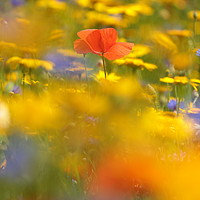 Buy canvas prints of Poppy in meadow flowers by Simon Johnson