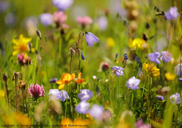 Harebells and meadow flowers Picture Board by Simon Johnson