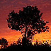 Buy canvas prints of Sunset trees by Simon Johnson