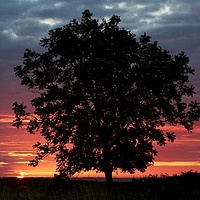 Buy canvas prints of Tree silhouette and sunrise by Simon Johnson