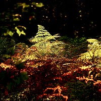 Buy canvas prints of sunlit fern  by Simon Johnson