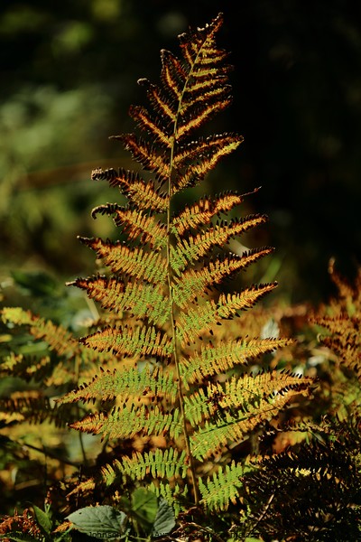 Sunlit autumn fern Picture Board by Simon Johnson
