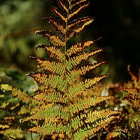 Buy canvas prints of Sunlit autumn fern by Simon Johnson