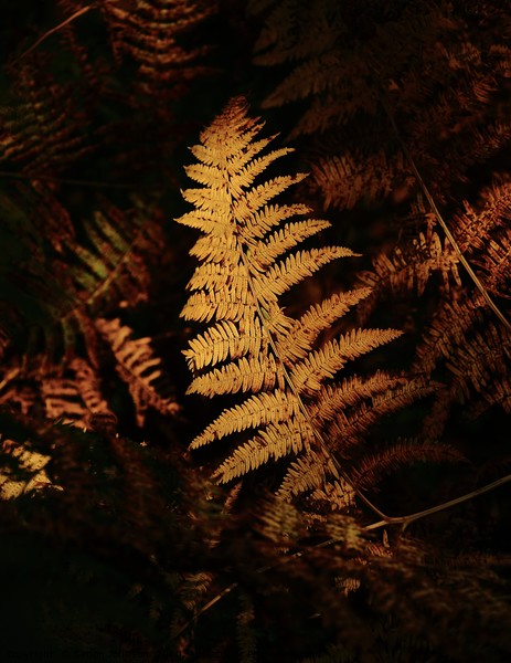 Sunlit  autumn fern  Picture Board by Simon Johnson
