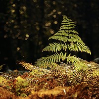 Buy canvas prints of Sunlit fern  by Simon Johnson