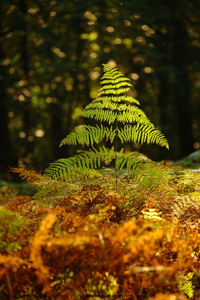 Sunlit fern  Picture Board by Simon Johnson