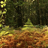 Buy canvas prints of Sunlit autumn woodland by Simon Johnson