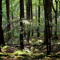 Buy canvas prints of Peaceful woodland by Simon Johnson