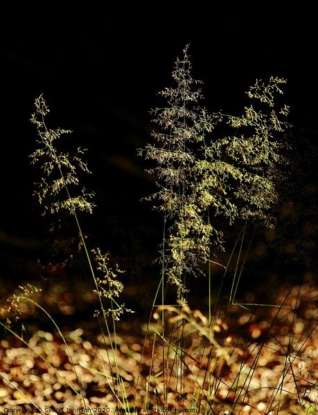 Sunlit grass Picture Board by Simon Johnson