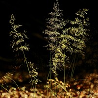 Buy canvas prints of Sunlit grass by Simon Johnson