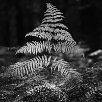 Buy canvas prints of Sunlit fern by Simon Johnson