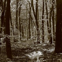 Buy canvas prints of Beech woodland by Simon Johnson
