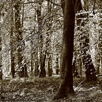 Buy canvas prints of Cotswold Woodland by Simon Johnson