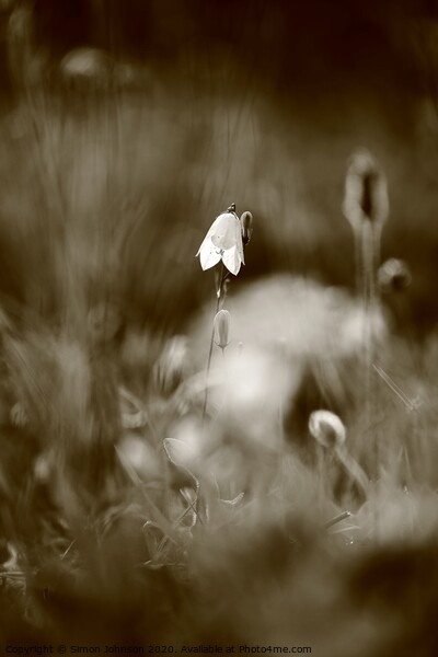 Harebell Close up Picture Board by Simon Johnson