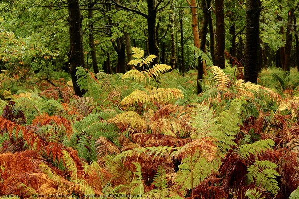 Woodland ferns Picture Board by Simon Johnson