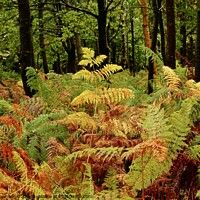 Buy canvas prints of Woodland ferns by Simon Johnson