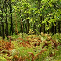 Buy canvas prints of Woodland ferns by Simon Johnson