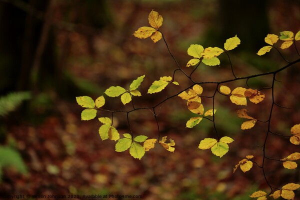 Luminous leaves Picture Board by Simon Johnson