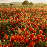 Buy canvas prints of poppy field by Simon Johnson