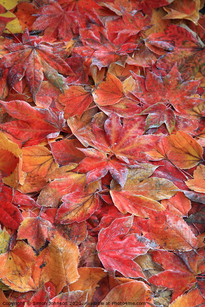 Frosted autumn leaves Picture Board by Simon Johnson