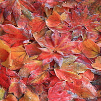 Buy canvas prints of Frosted autumn leaves by Simon Johnson
