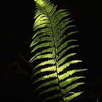 Buy canvas prints of sunlit fern by Simon Johnson